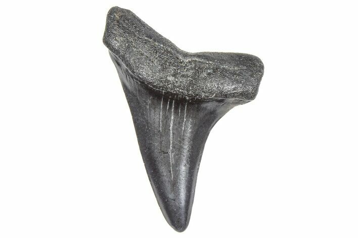 Fossil White Shark Tooth - South Carolina #364383